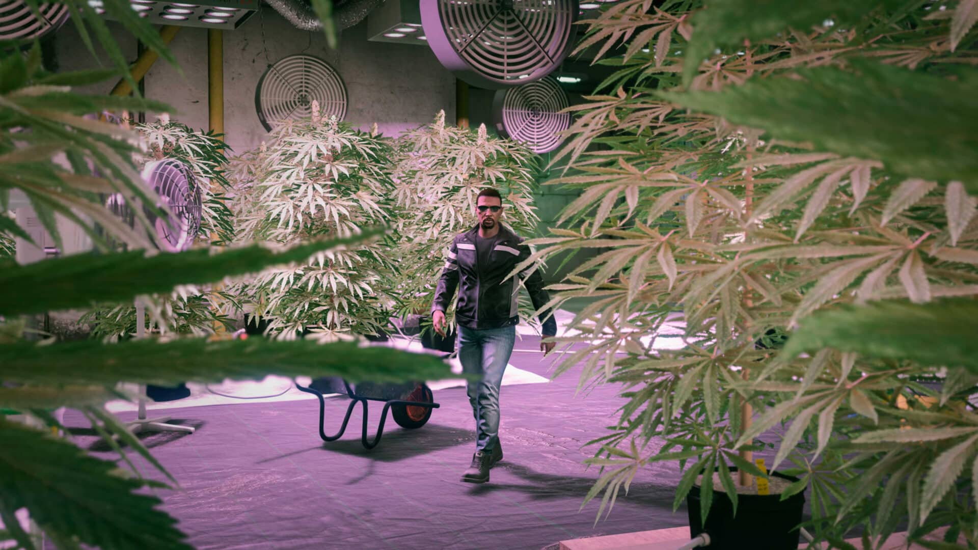 Uprawa marihuany w GTA Online Uprawa marihuany w GTA Online